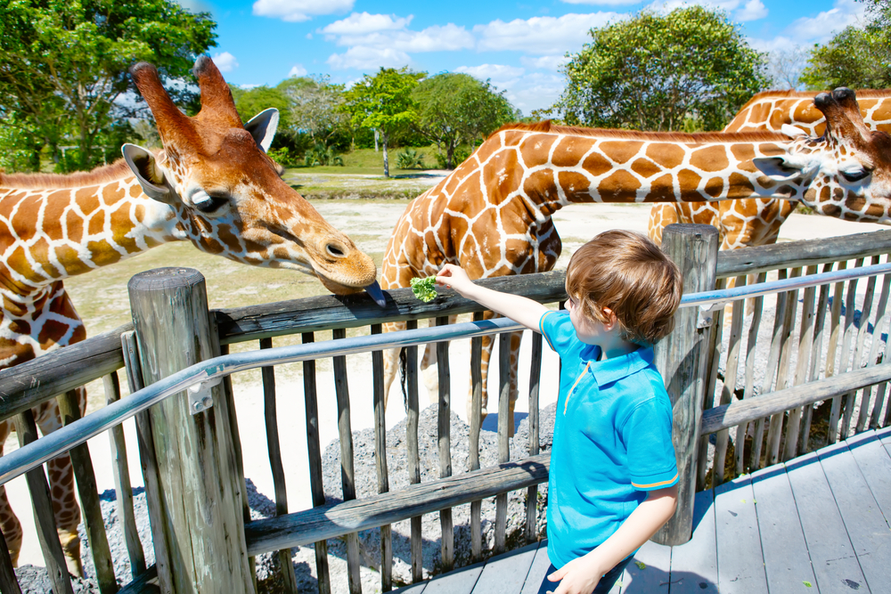 Zoo in Italia: i più belli e i più grandi zoo italiani