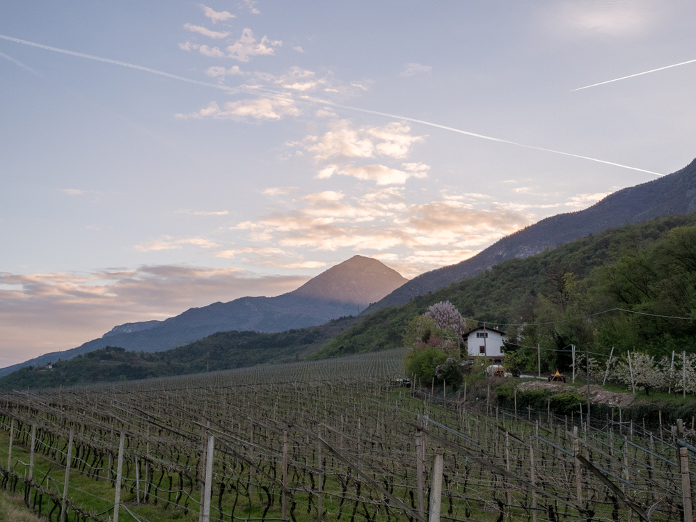 I vigneti della Vallagarina