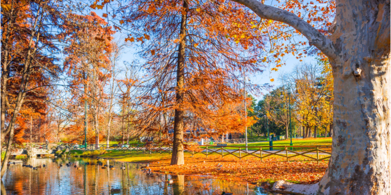 Foliage al Parco Sempione, Milano