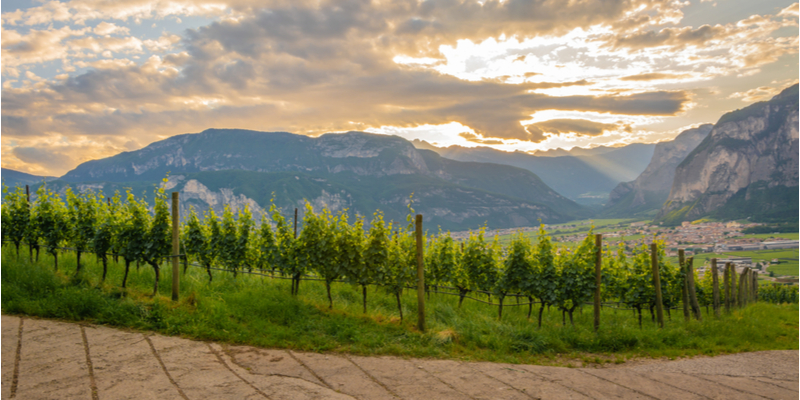 Vigne in Trentino