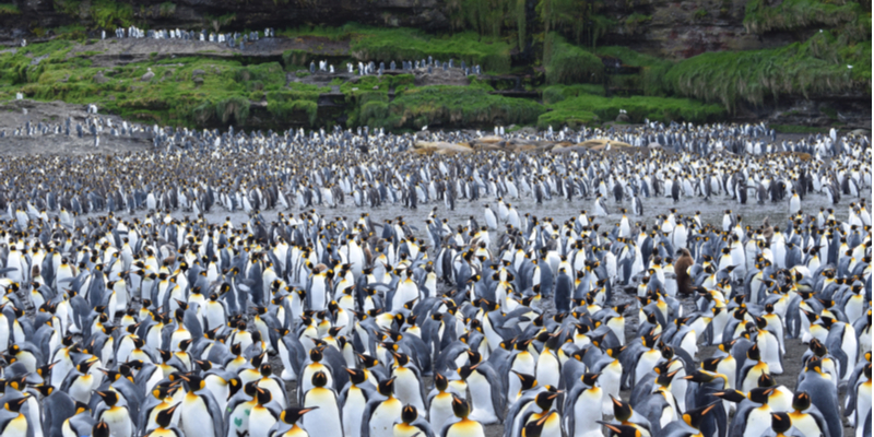 Antartide - Terre australi e Antartiche Francesi