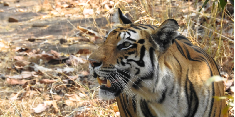 La tigre del Bengala