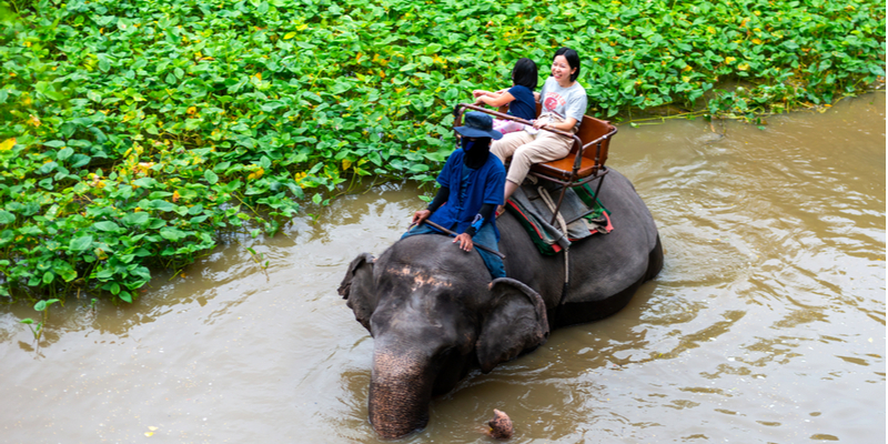 Una passeggiata a dorso di elefante