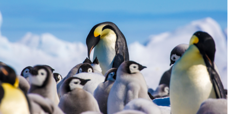 Pinguini Imperatore in Antartide