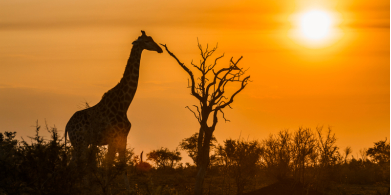 Parco Nazionale Kruger, Sudafrica