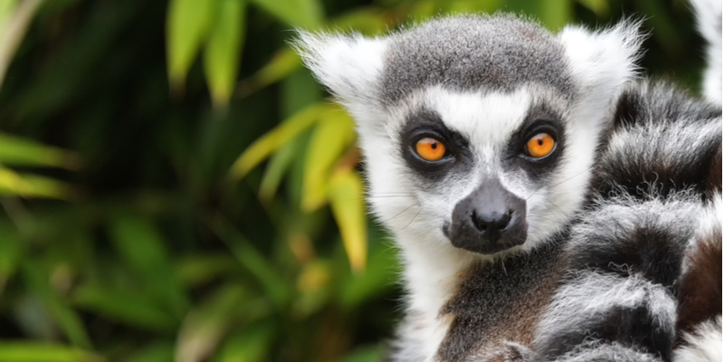 Un lemure in Madagascar