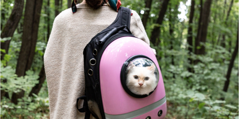 Un gatto in uno zaino da passeggio apposito