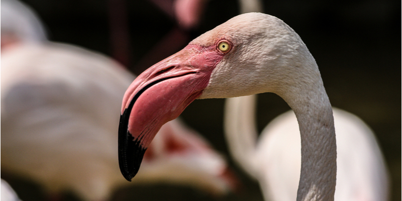 Un fenicottero al Parco Zoologico di Pistoia