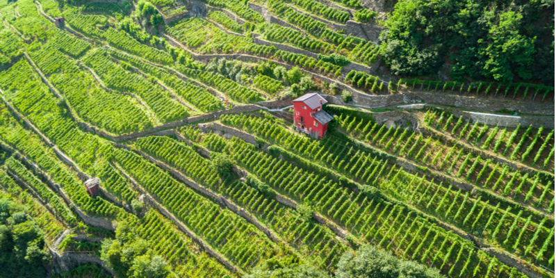 Vigne di Grumello