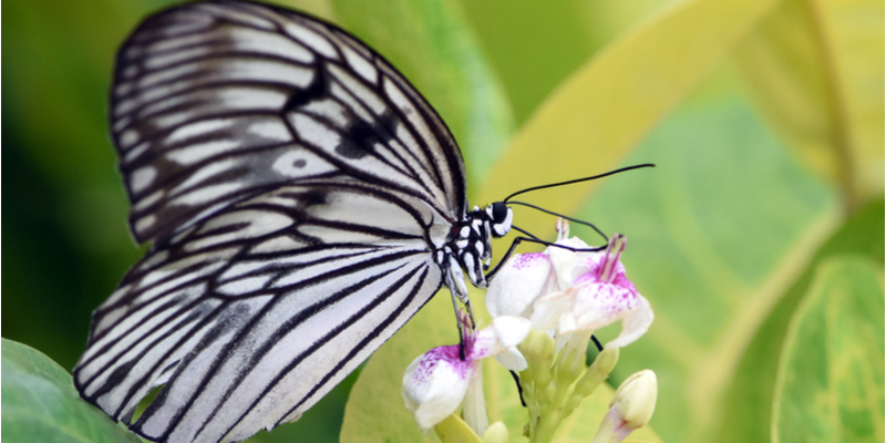 Butterfly Park