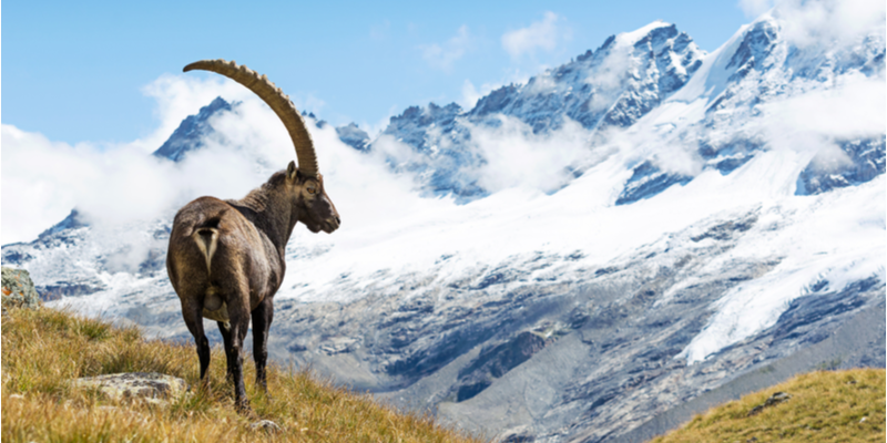 Parco del Gran Paradiso