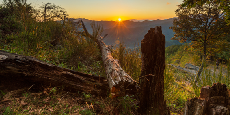 Foreste casentinesi