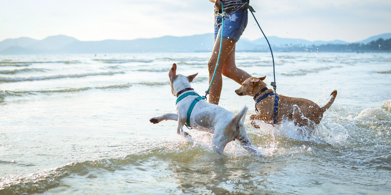 Spiagge per cani