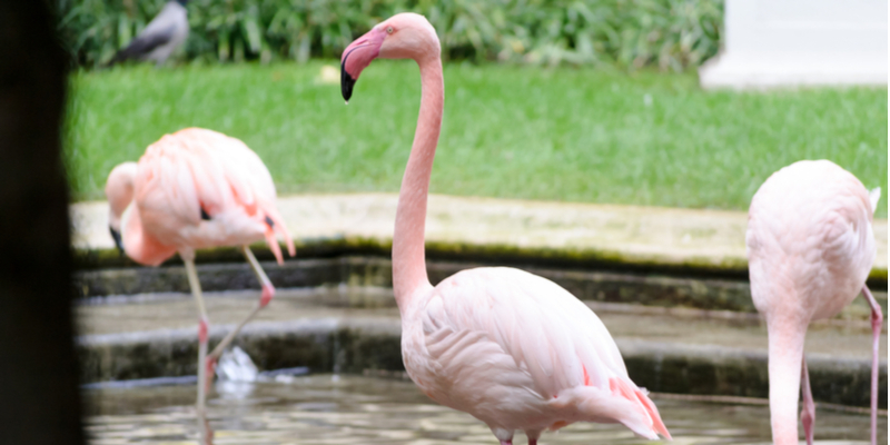 Fenicotteri rosa a Villa Invernizzi