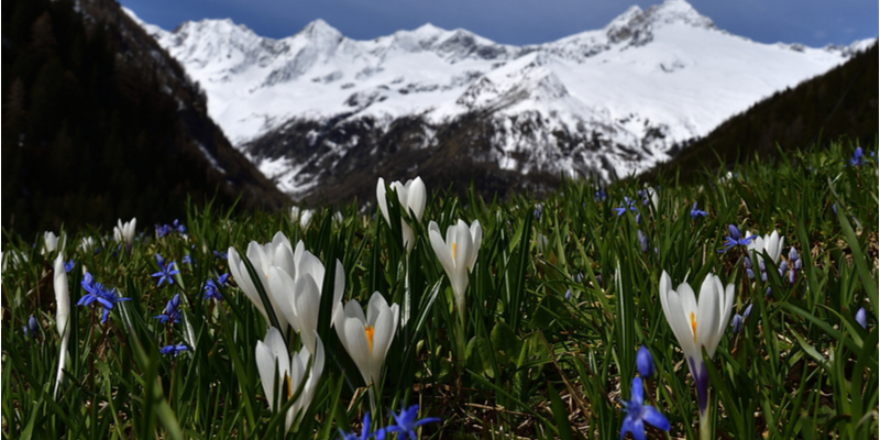 Bucaneve in Valtellina