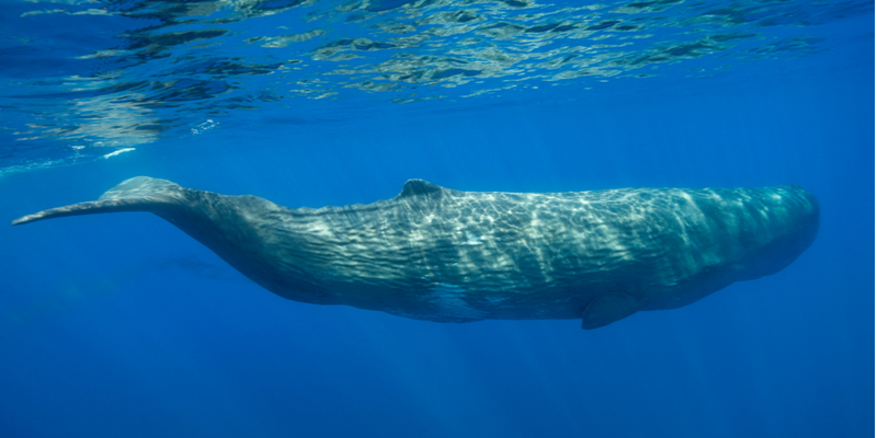 Pelagos